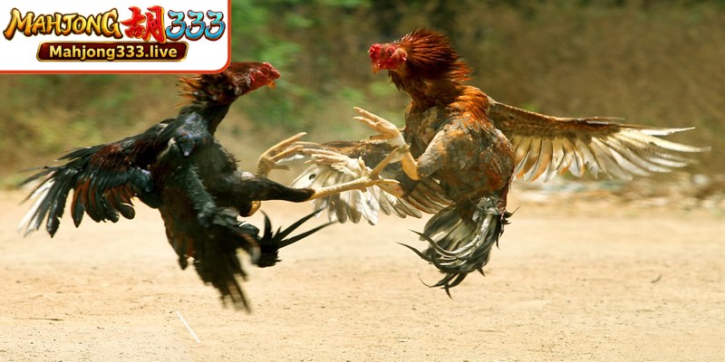 Arena sabung ayam bambu selalu dipenuhi dengan pemandangan yang indah dan mengejutkan.