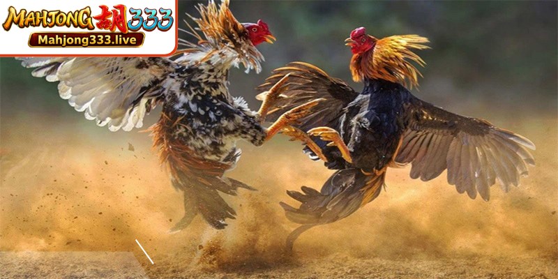 Rahasia penting saat bermain Mahjong 333 sabung ayam